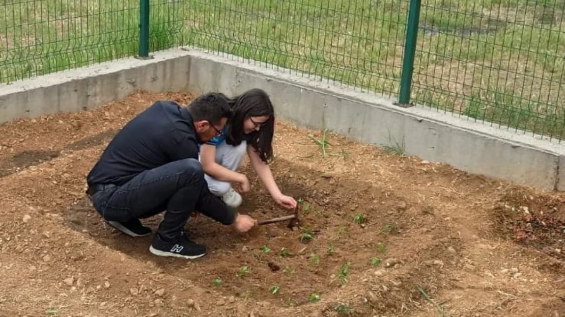 Muğla İl Milli Eğitim Müdürlüğü tarafından yürütülmekte olan Mavi Yeşil Okullar Projesi kapsamında uygulama bahçemizde tarım uygulaması gerçekleştirildi.